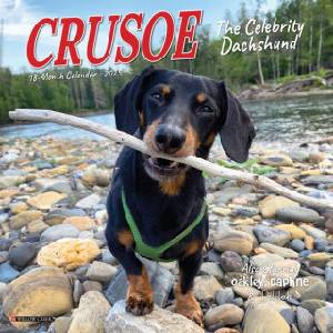 Willow Creek Press Calendars Crusoe the Celebrity Dachshund 2026 7 X 7 Mini Wall Calendar