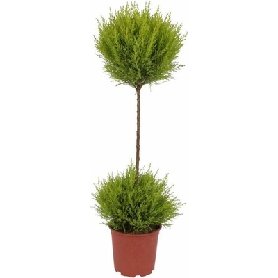 Cyprus Goldcrest Wilma duo boll na kmienku, výška 60-75cm, kvetináč 14 cm