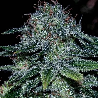 Positronics Mystic Cookie semena neobsahují THC 5 ks