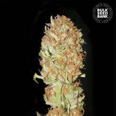Bulk Seed Bank AUTO Psychedelic semena neobsahují THC 10 ks