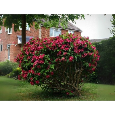 Vajgela Eva Rathke 20-30cm - Weigela kont. 3 l