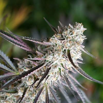 Humboldt Seed Organization Florida Gaspack semena neobsahují THC 10 ks – Zbozi.Blesk.cz