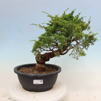 e-bonsai Venkovní bonsai - Juniperus chinensis Itoigawa-Jalovec čínský