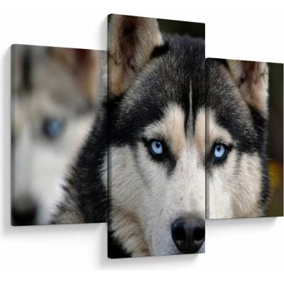 Obraz psa husky, třídílný 90x60 cm – Hledejceny.cz