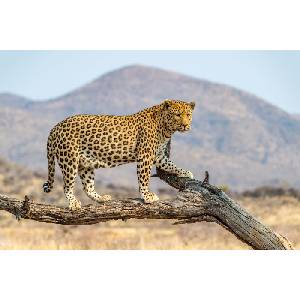 DIMEX ART Флизелинов фототапет леопард в дъстернбрук 375 x 250 см