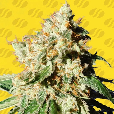 Original Sensible Seeds Blueberry Cookies Auto semienka neobsahujú THC 25 ks