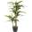 Bizzotto ИЗКУСТВЕНО РАСТЕНИЕ dracena 88cm ЗЕЛЕНО (0172431)