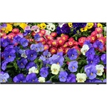 Uniview MW3243-F-V2