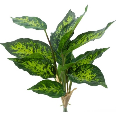 Difenbachie rostlina zelená/zlutá V41 cm