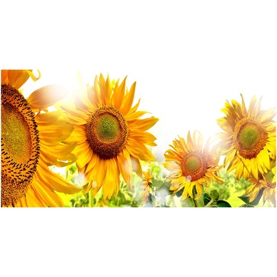 Foto obraz sklenený horizontálny slnečníky 100x50 cm