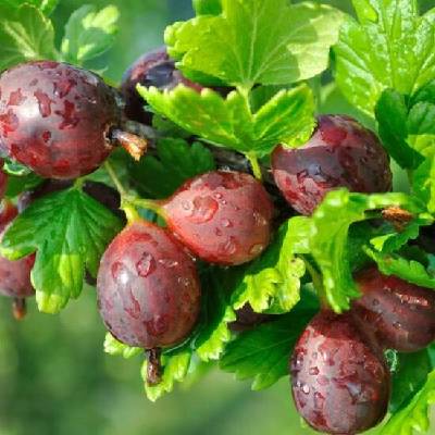 Angrešt červený Ribes uva-crispa Hinnonmaki Red velikost kontejneru 3 l