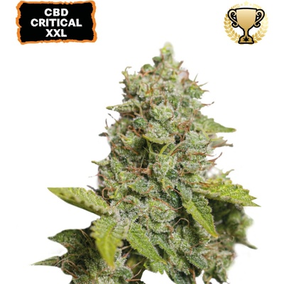 Seedstockers CBD Critical XXL Auto semienka neobsahujú THC 100 ks