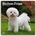 Browntrout Verlags GmbH Bichon Frisé 2026 - 16-Monatskalender | BrownTrout Publishers Inc