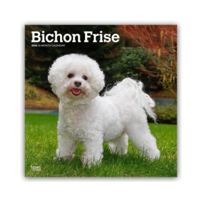 Browntrout Verlags GmbH Bichon Frisé 2026 - 16-Monatskalender | BrownTrout Publishers Inc