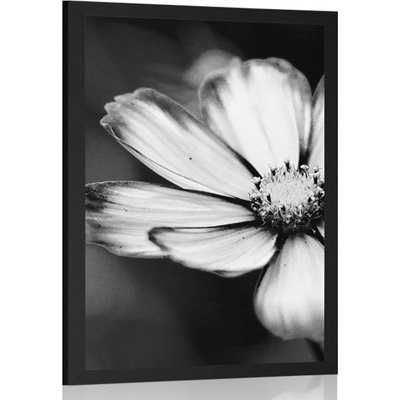 Plakát zahradní květ krasulky v černobílém provedení - 20x30 silver