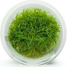 Eleocharis sp. Mini