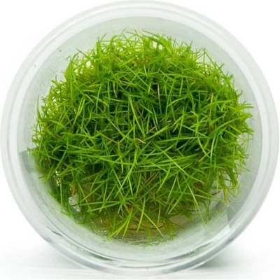 Eleocharis sp. Mini