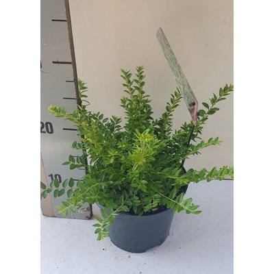 Lonicera nitida Maigrun 17x25 cm