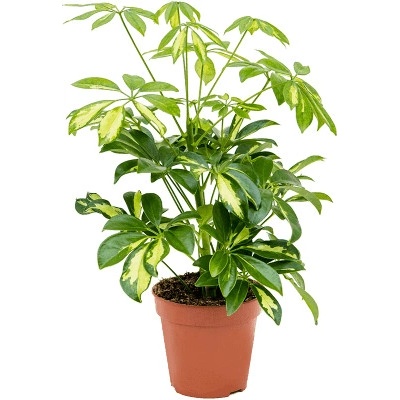 Schefflera arboricola Gerda 13x40 cm