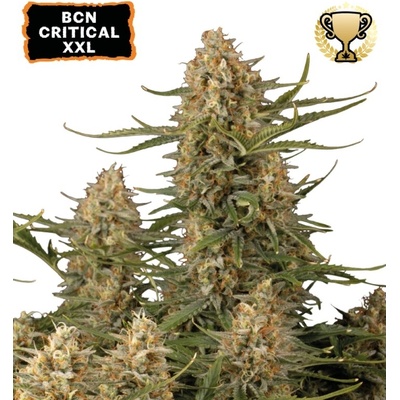 Seedstockers BCN CRITICAL XXL FEM semena neobsahují THC 25 ks
