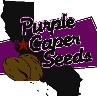 Purple Caper Seeds Zaza Fire semienka neobsahujú THC 5 ks