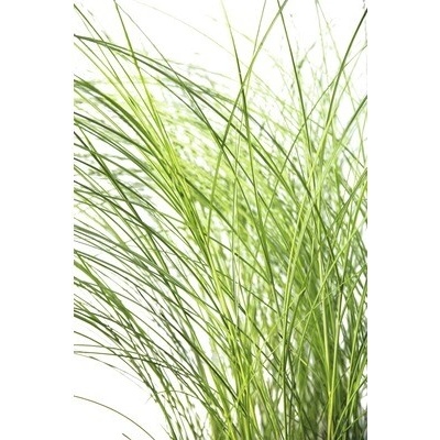 Ozdobnice čínská FloraSelf Miscanthus sinensis 'Gracillimus' 20-100 cm květináč 6 l