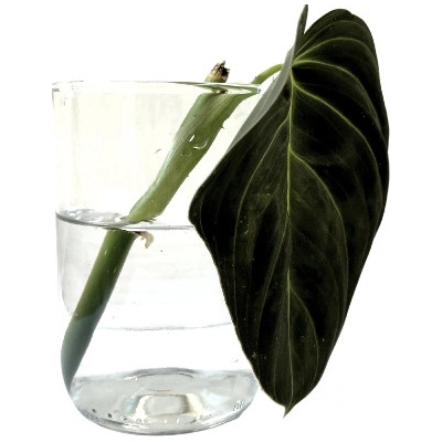 Gardners Philodendron Melanochrysum - řízek k zakořenění Filodendron