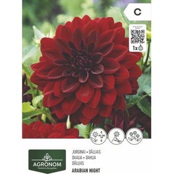 Seklos Далия (Гергина) арабска нощ - 1 бр луковицa