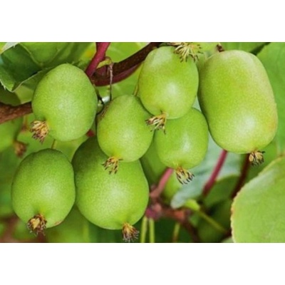 Mini kiwi Issai samoopelivé, výška 30-40 cm, kvetináč 17 cm