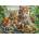 Schmidt Spiele - Puzzle Tigers and puppies 1000 - 1 000 piese