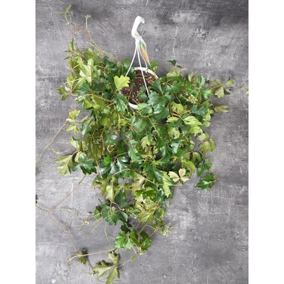 Cissus Rhombifolia Ellen Danica závěs (žumen, který miluje světlé místo)