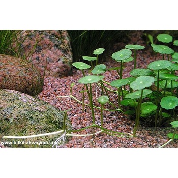 Hydrocotyle verticillata