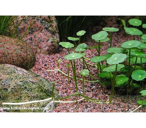 Hydrocotyle verticillata