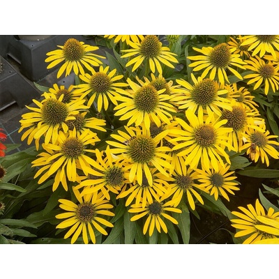 Echinacea purpurová Fountain Yellow