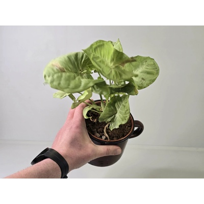 Kvetúlok Syngonium Slávko
