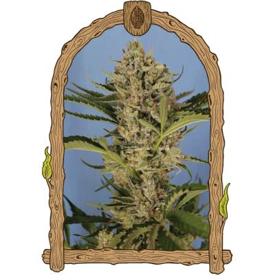 Exotic Seeds Herz OG AUTO semena neobsahují THC 5 ks