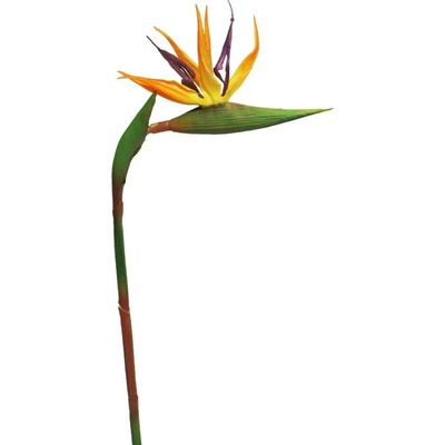 Strelitzia 'Cathy' oranžová V58 cm
