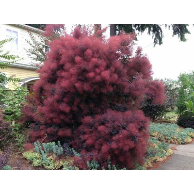 Škumpa vlasatá Royal Purple, výška 20-40 cm, kvetináč 17 cm