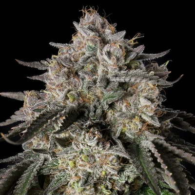 Silent Seeds Cherry Essence Semienka neobsahujú THC 10 ks