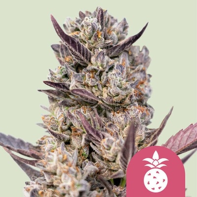 Royal Queen Seeds Tropicana Cookies Purple semienka neobsahujú THC 1 ks