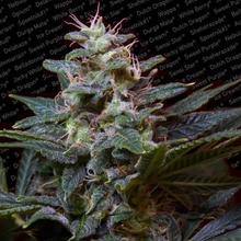 Paradise Seeds Sweet Purple semena neobsahují THC 10 ks