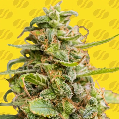 Original Sensible Seeds White Crystal Meth AUTO semena neobsahují THC 5 ks