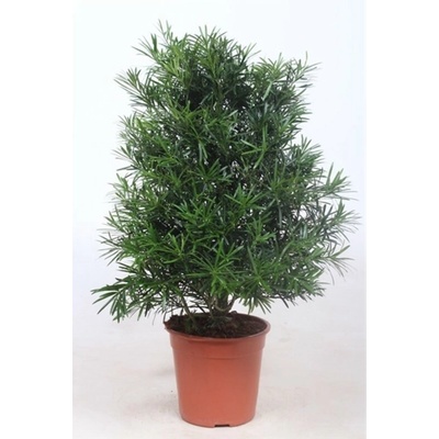Podocarpus nivalis Macrophylla 27x110 cm