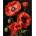 Qbee Paint by numbers - Red Poppies 40x50cm