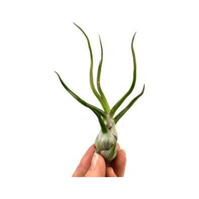 Tillandsia bulbosa
