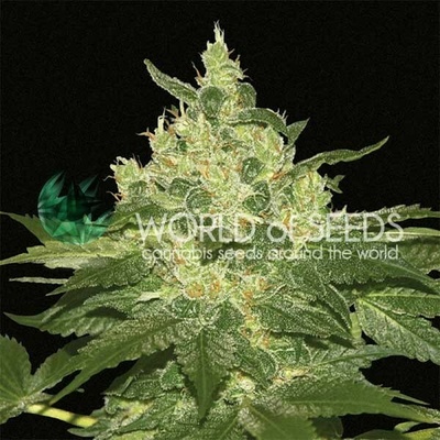 World of Seeds Afghan Kush semienka neobsahujú THC 12 ks