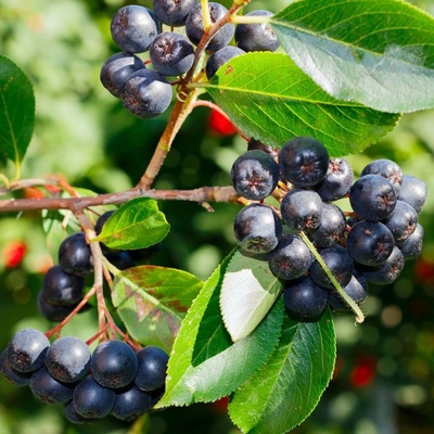 Aronie - Černý jeřáb - Aronia melanocarpa - semena - 7 ks
