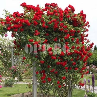 Разсад за уникални катерливи рози Red House