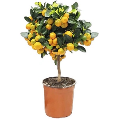 Citrus kalamondín na kmienku FloraSelf Citrus calamondin výška cca 20 cm kvetináč Ø 16 cm