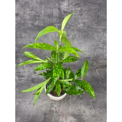 Dracaena Surculosa 12 cm (Dracena pro nenáročné kytkaře)